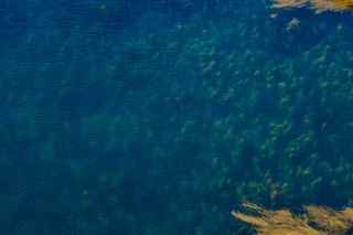 Water surface with underwater plants visible in transparency