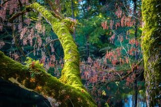 Mossy branch of a tree under a ray of light