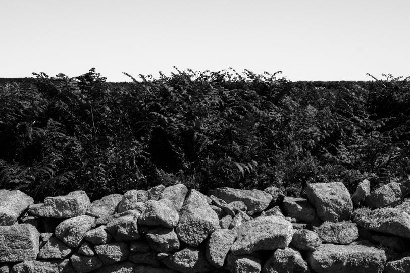 A wall of rocks before bushes of fern under a clear sky