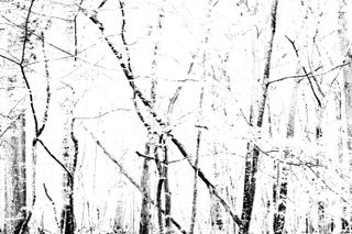 white picture with darker tree trunks creating black erratic lines
