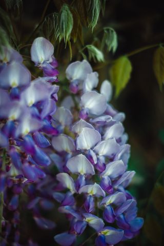Close up on a wisteria blooming