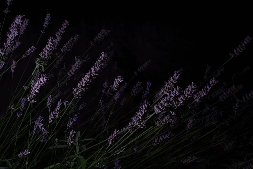 Lavender in the dark night