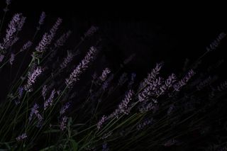 Lavender in the dark night
