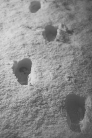 Footsteps in the snow