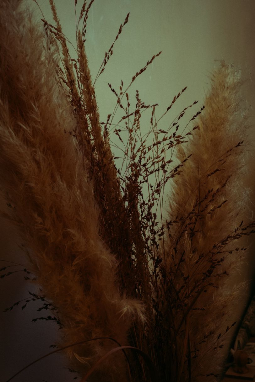 Close up on interior plants with soft and grainy parts