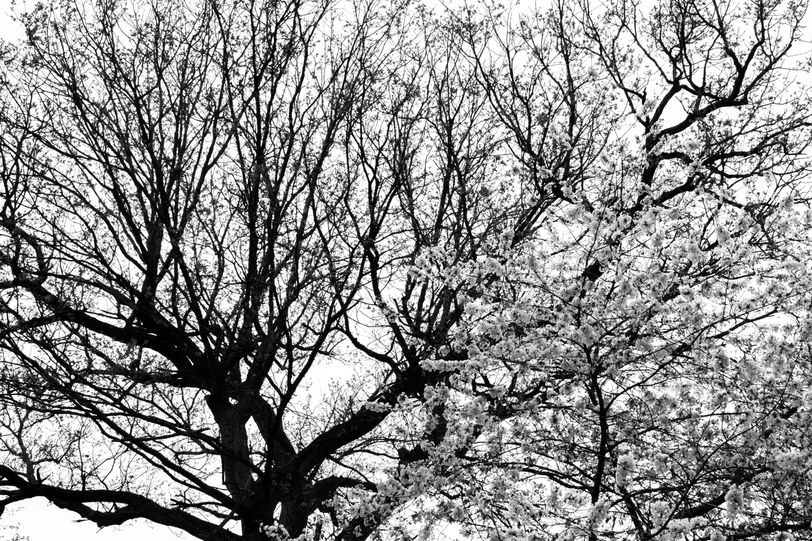 Black & white treetops, a bigger one with a few leaves growing and a smaller one with blooming flowers