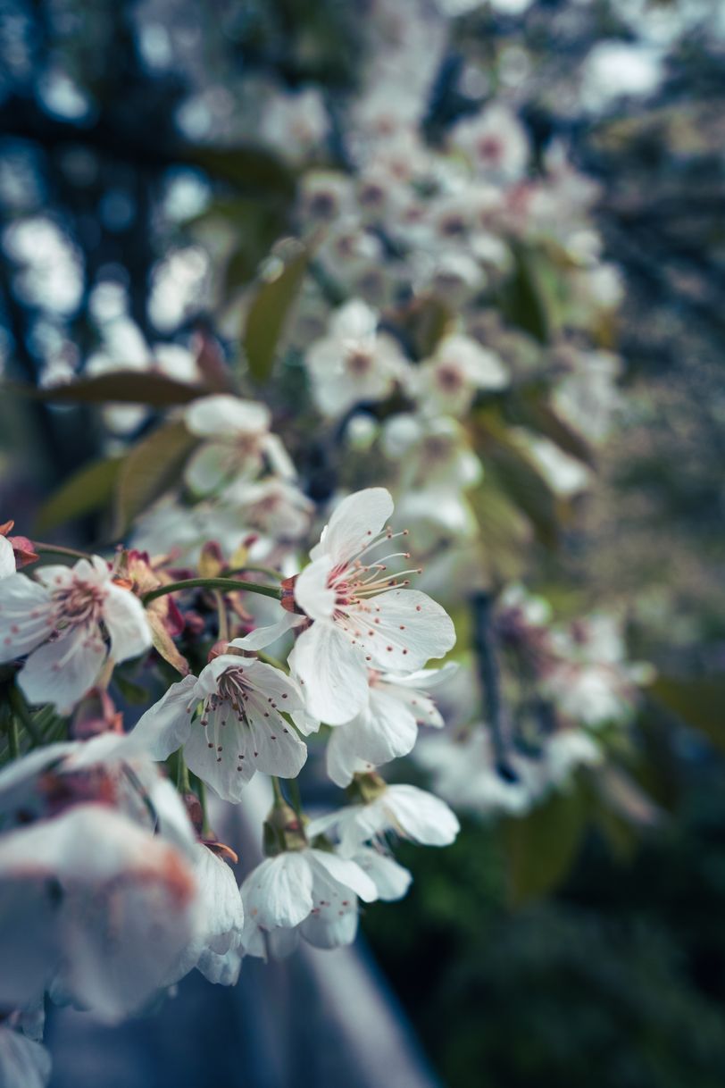 Close up on a white flower blooming