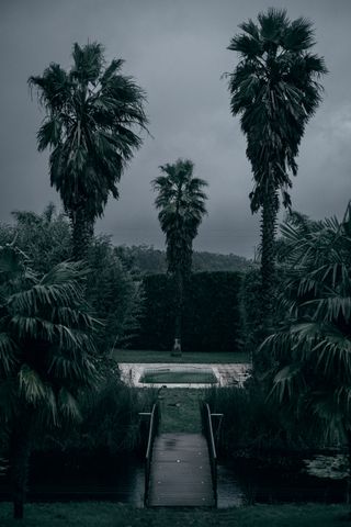 A lovely garden with aligned palm trees and a bridge over a pond on a stormy weather