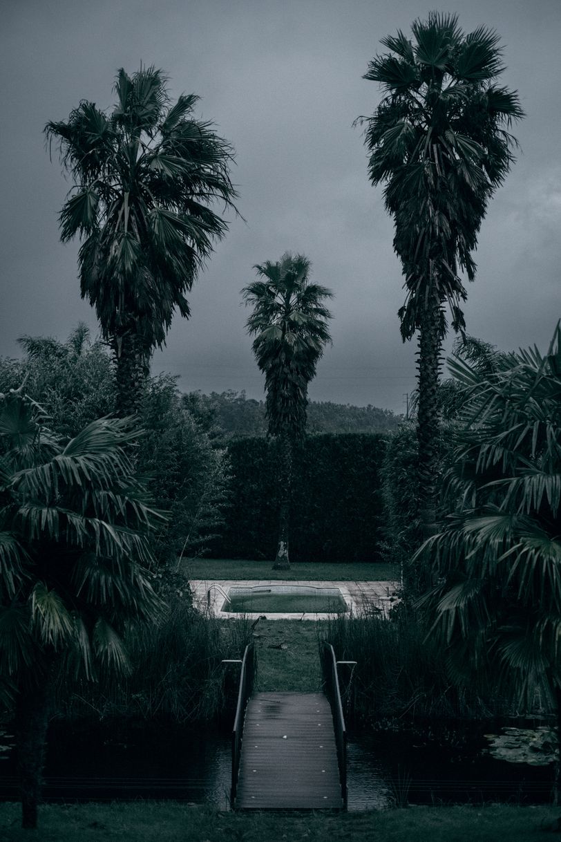 A lovely garden with aligned palm trees and a bridge over a pond on a stormy weather