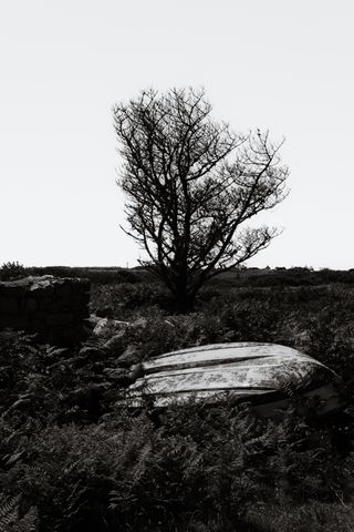 An overturned boat in the wild flora