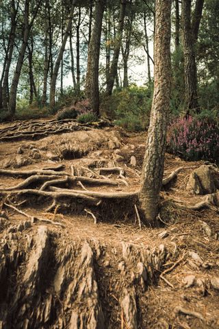 Trees on rocky ground with outside roots