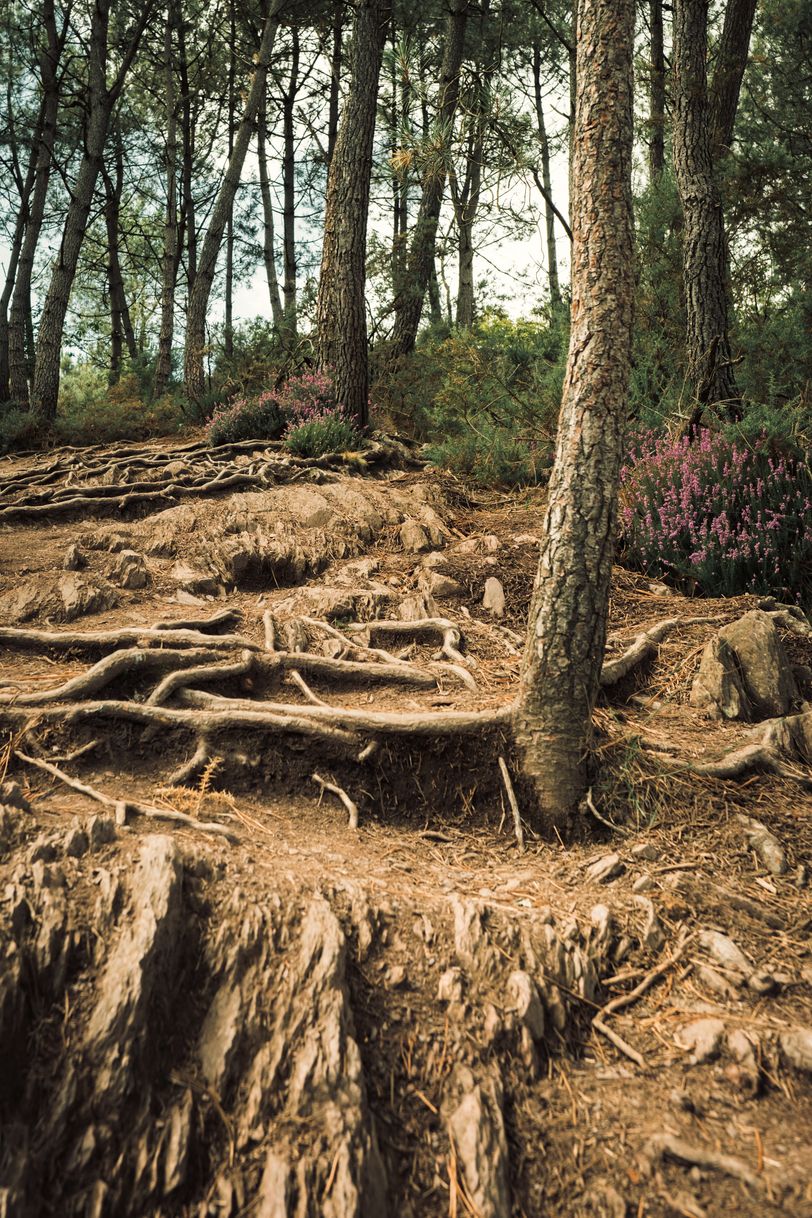 Trees on rocky ground with outside roots