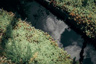 Small stream of water between plants