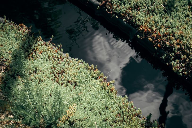 Small stream of water between plants