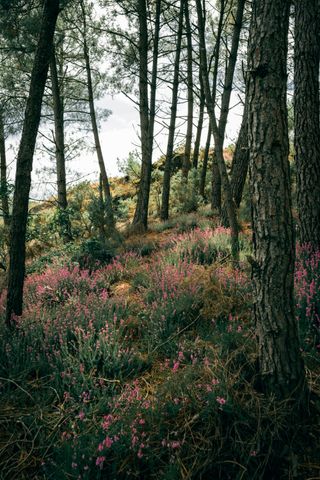 Small pink flowers under tall trees and a lighten sky