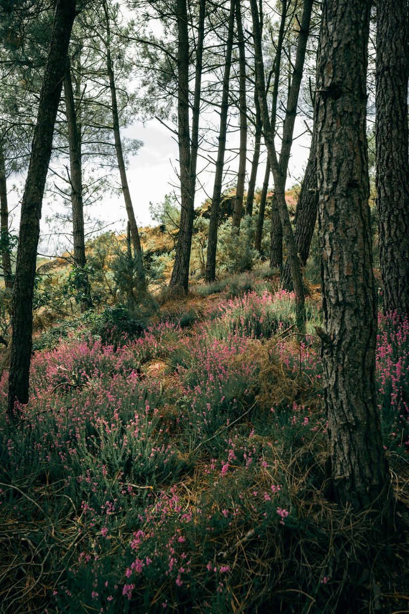 Small pink flowers under tall trees and a lighten sky