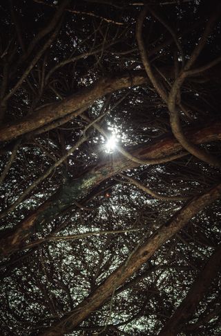 Rays of sunshine going through root-like branches of a tree