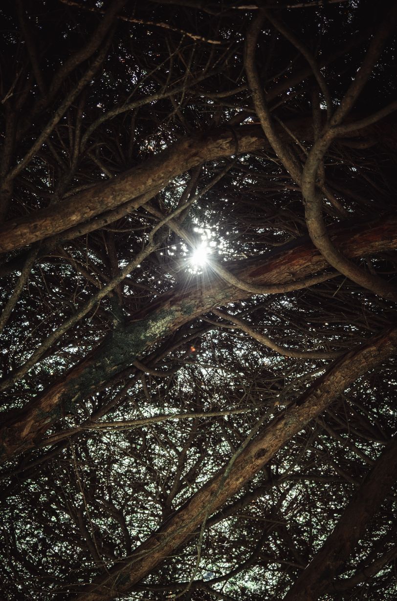 Rays of sunshine going through root-like branches of a tree