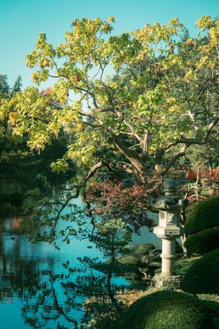 Morning sun on an asian garden