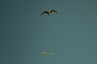 Two seagulls flying in a blue sky