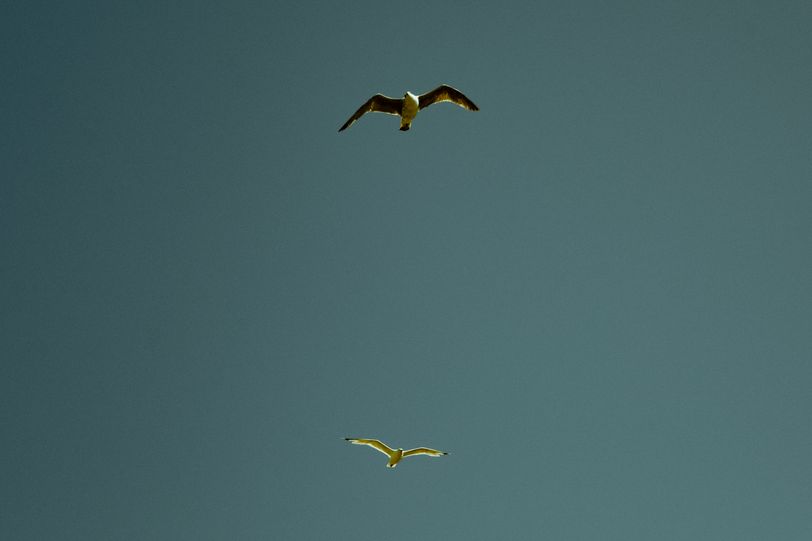 Two seagulls flying in a blue sky