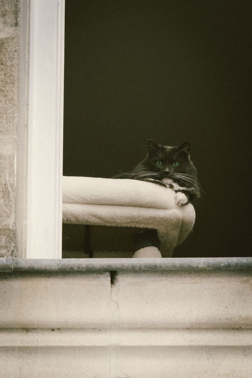 A gorgeous cat on its home tree by a window watching what is going on outside