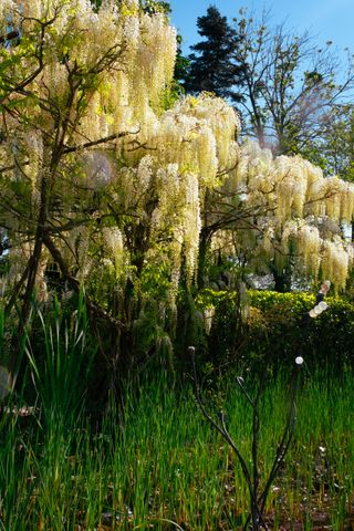 Various growing and blooming plants in a garden