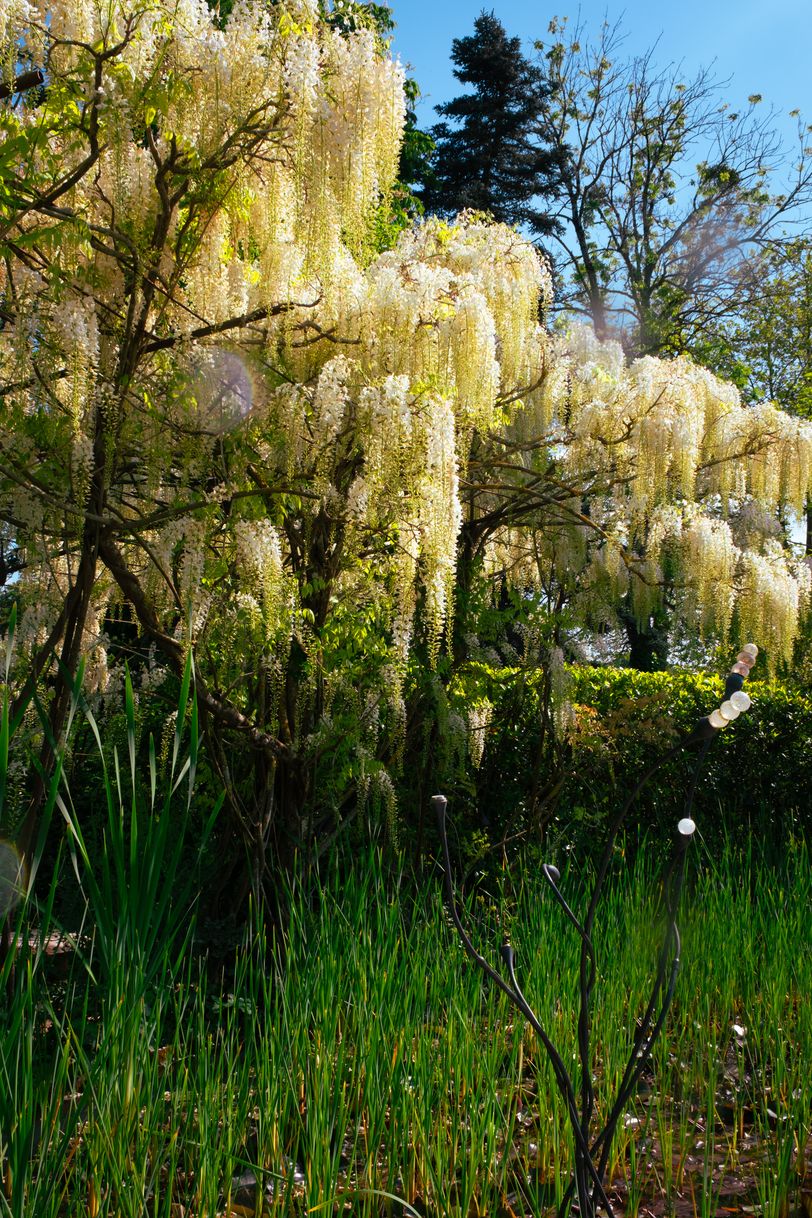 Various growing and blooming plants in a garden