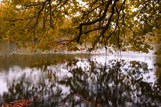 Reflection of a tree on a lake under the rain