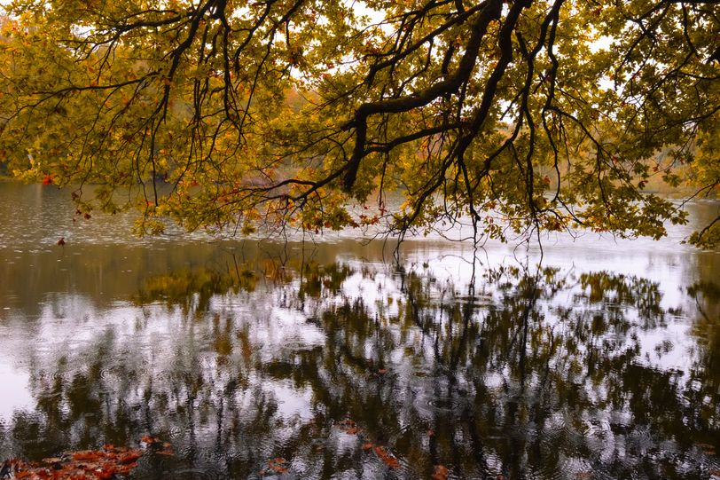 Reflection of a tree on a lake under the rain