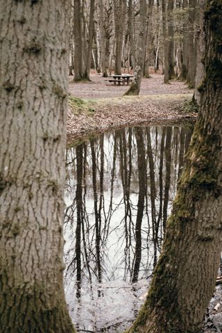 A forest and a pond behind trees