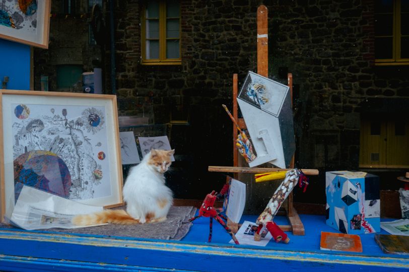 A fluffy cat in the window of an artist's shop