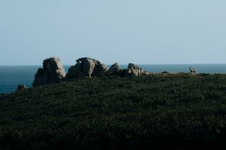 A goat at the top of a cliff
