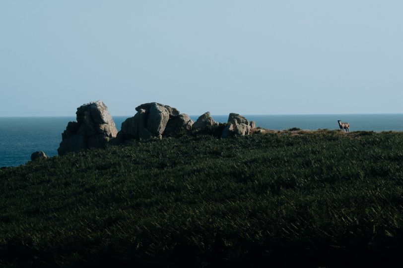 A goat at the top of a cliff
