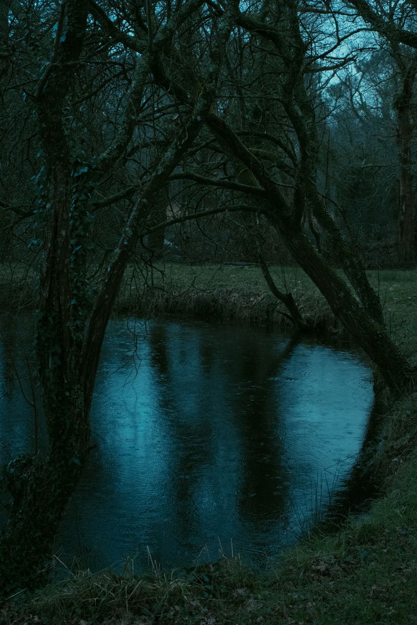 Leafless branches tree hanging over a pond on a raining stormy day