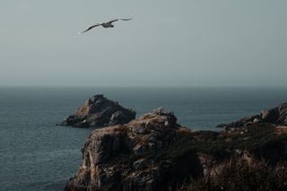 A seagull flying over the shore with a calm sea