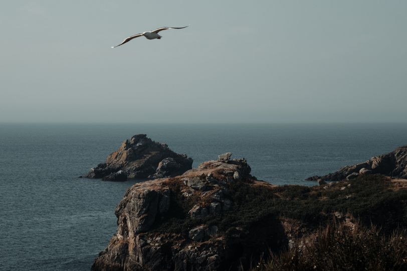 A seagull flying over the shore with a calm sea