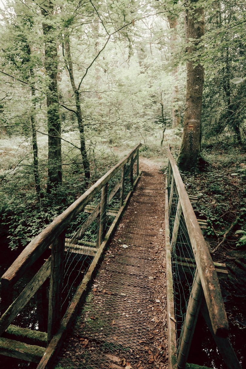 Rotten bridge in a forest leading to an enligthen clearing