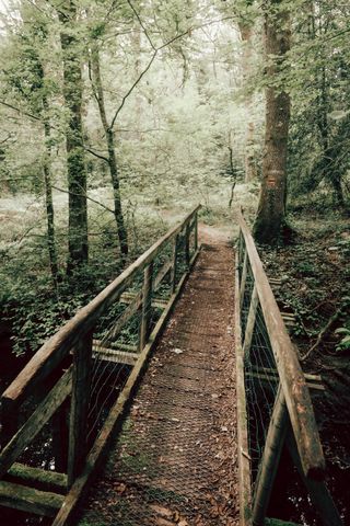 Rotten bridge in a forest leading to an enligthen clearing