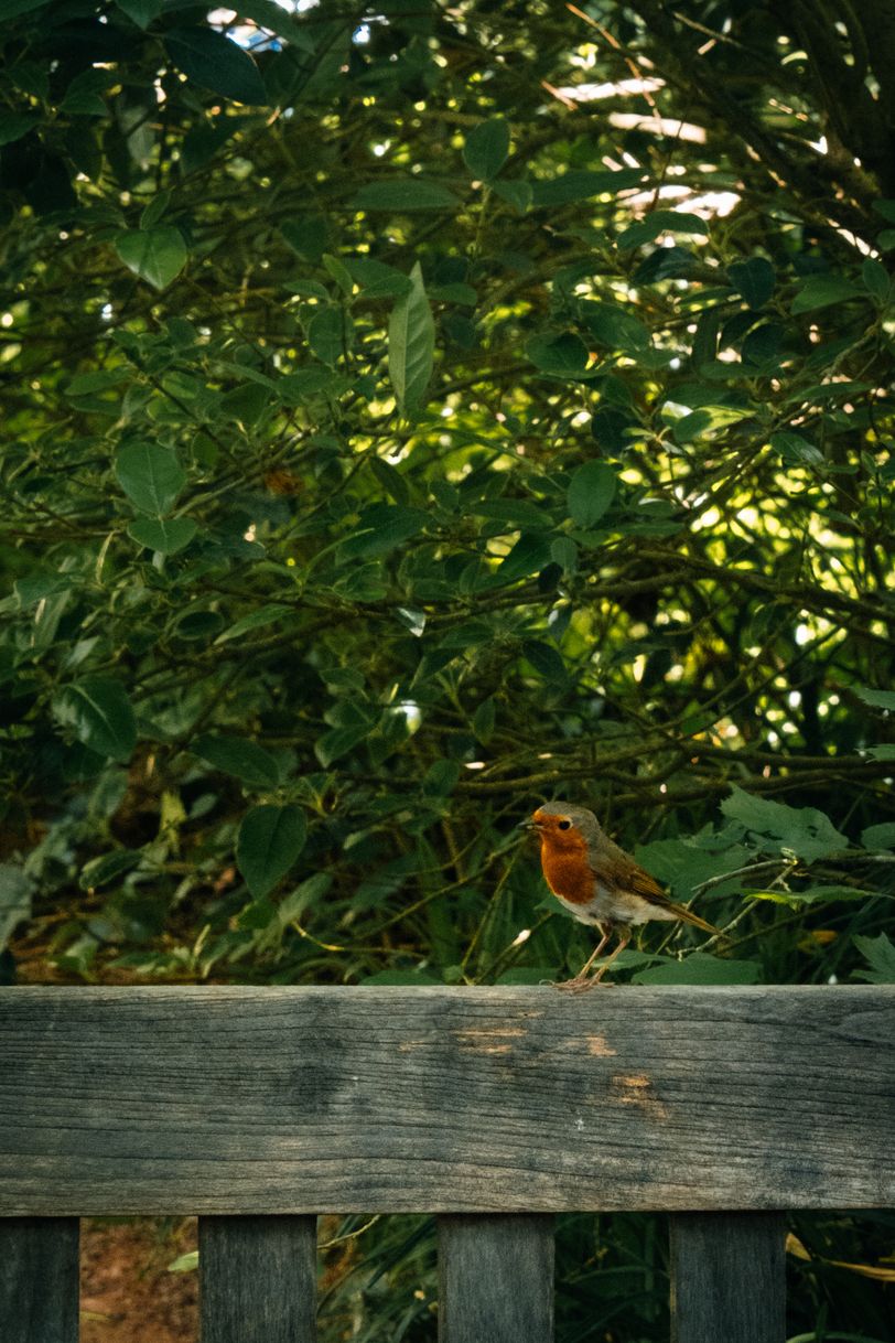 A robin hanging out on the back of a bench
