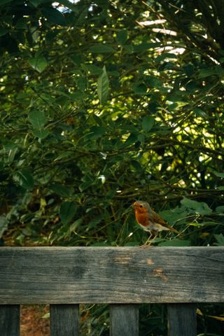 A robin hanging out on the back of a bench