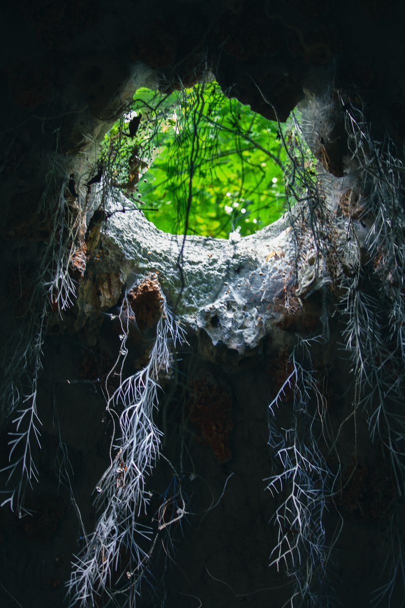Hole of light with roots hanging