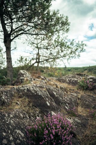 Pink flowers growing on rocks