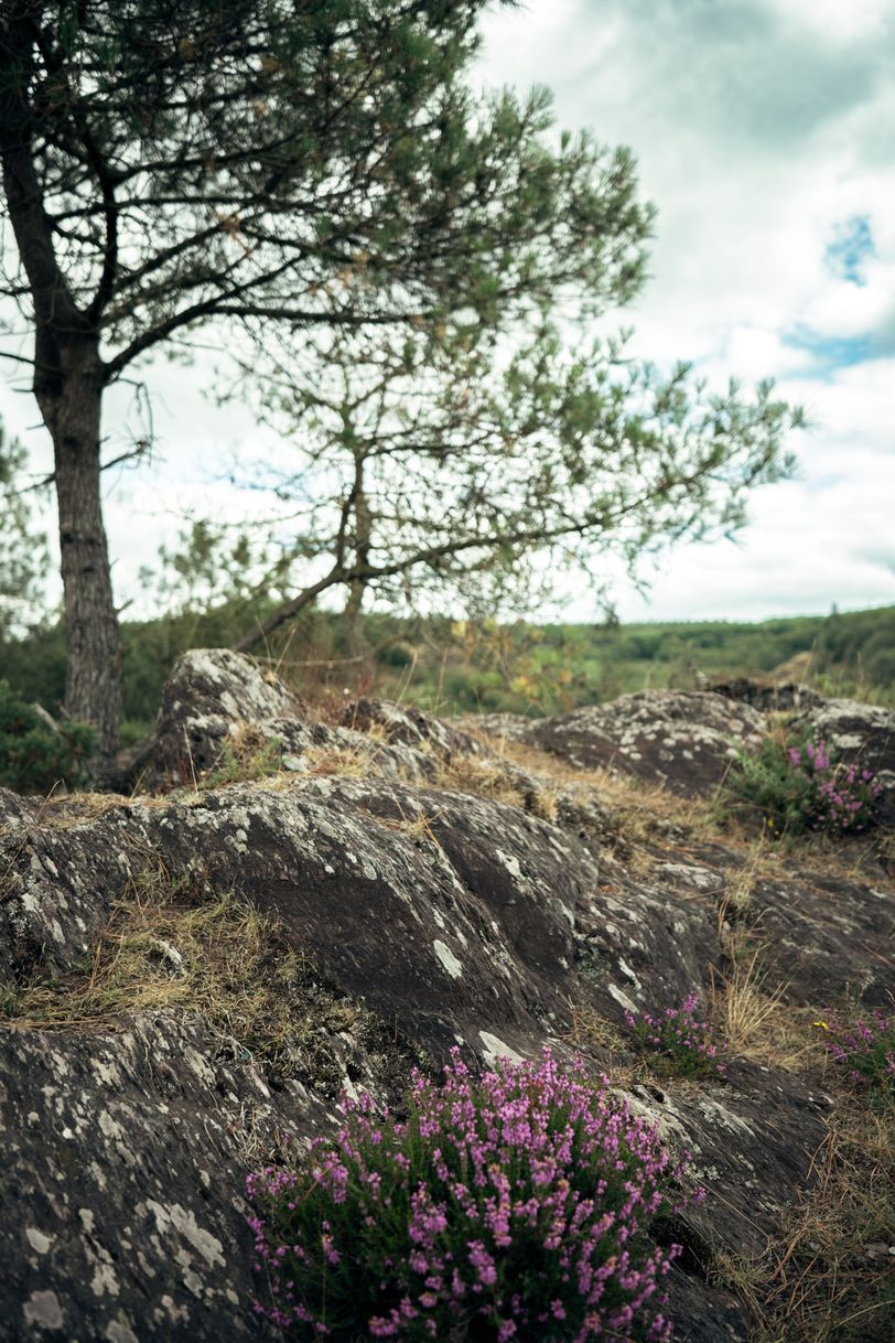 Pink flowers growing on rocks