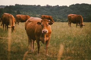 A single cow in a flock staring at the camera, unfazed