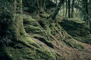 Tree roots over rocks covered in moss