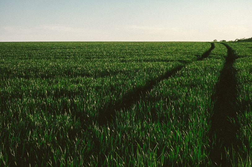 Path made by the wheels of a tractor in a growing field
