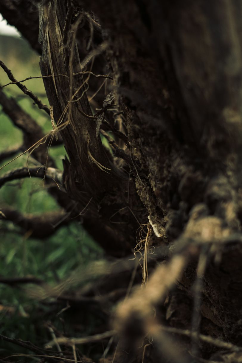 Uprooted roots up close
