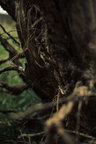 Uprooted roots up close