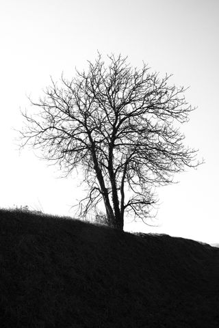 A single leafless tree on a hill